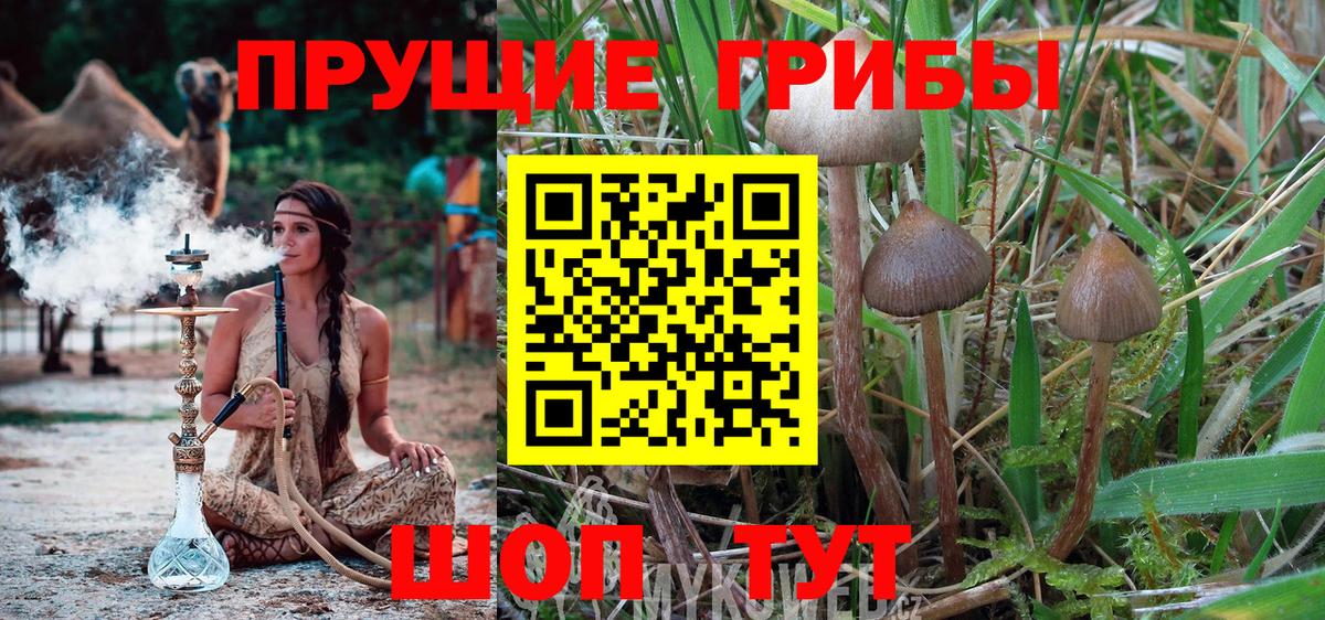 Псилоцибиновые грибы Psilocybe  как найти наркотики  Жуковский  Вход с VPN 